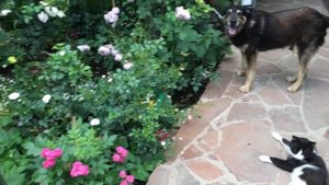 Обрезка и обработка сада в декабре! Роза Динки в моем саду.