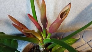 Как цветет филодендрон Нарроу эскейп. Филодендрон Нэрроу эскейп Philodendron Narrow escape