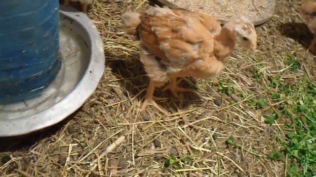 Индокуры или Трансильванские голошейки. Breed of hens with a bare neck