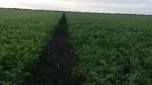 Выращивание  нута.  No-till