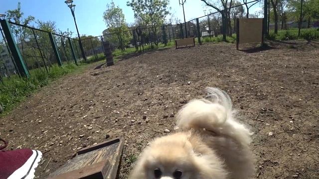 Мальтийская болонка первый впечатление от прогулки