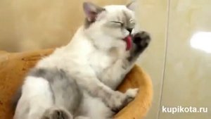Невская порода кошек. Характер невской маскарадной кошки.