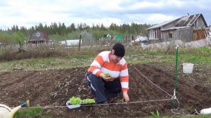 Как посадить салат