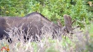 Cute Little Farm Animal Sounds: Heron, Horse, Bull, Beaver, Rabbit, Goat & Panda - Animal Moments