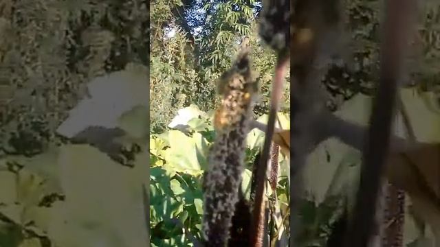 Африканьське просо. смотреть онлайн