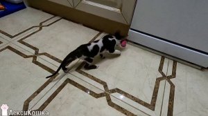Котенок играет с хомяками из Хома Дома. Корниш-рекс Лекси | ЛексиКошка