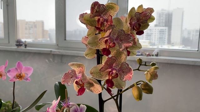 Орхидея фаленопсис Майя (бабочка)/Phalaenopsis Orchid'Maya