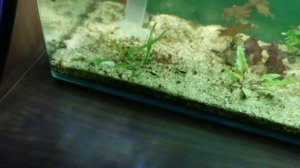 Наводим красоту в аквариуме с гуппи #аквариум #аквариумистика #гуппи