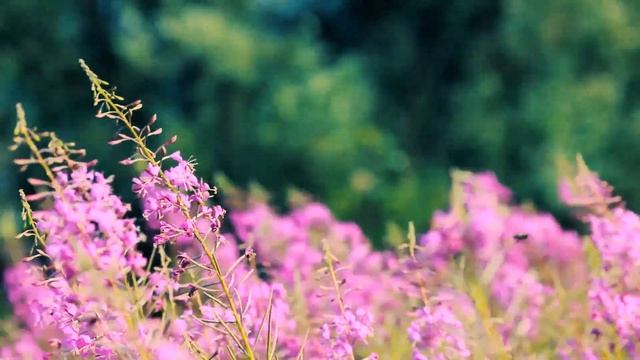 Футаж — Красивый Иван-Чай цветёт в поле. Футажи (footage) красивая природа [FullHD] смотреть онлайн