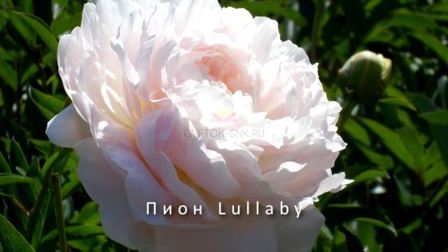 Пионы в ландшафте. Пионы - обзор сортов. Где высаживать пионы, сочетание с другими цветами