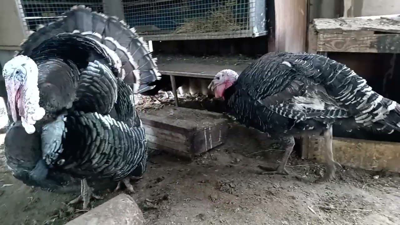 Остаться в живых, выжили только четыре курицы// Обстановка в курятнике на январь 2024 смотреть онлайн