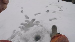 Ловля окуня на балансир в начале февраля