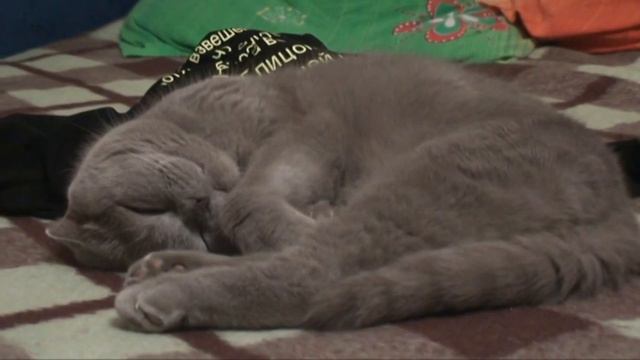 Котик спит.mpg смотреть онлайн
