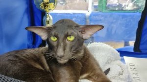 Ориентальный кот экстремального типа #pet #cat #cute #котики #питомцы #orientalcat #ориенталы #орик