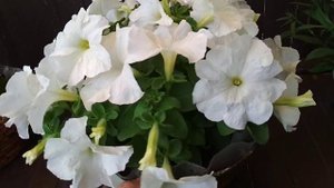 Такие Сорта Кустовых Петуний Выращиваю Первый Год. С Интересом Наблюдаю и Подмечаю Нюансы