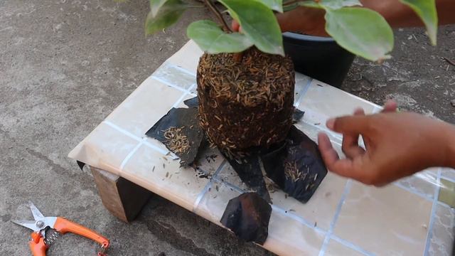 How to repot Bougainvillea with flowers#No falling flowers смотреть онлайн