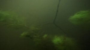 Хоттония болотная, Hottonia palustris река Усмань Воронежская область 01.06.2024