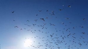 Гули-гули летели, на головку сели)))