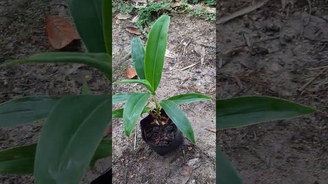 Tanaman hias andong hijau I Hanjuang I Cordyline "Super green"