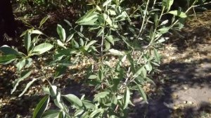 Миндальный орех результат