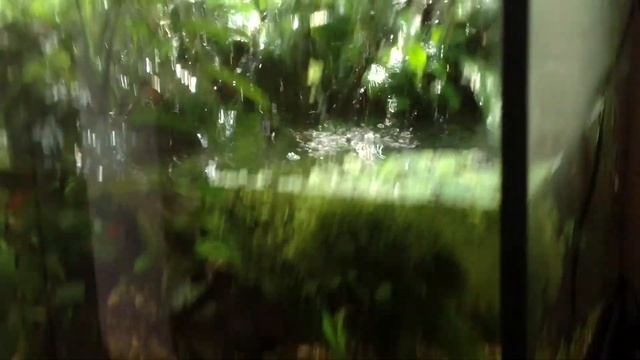 aquarium 40х40х40 - a season of the rains. наноаквариум 40х40х40 - сезон дождей смотреть онлайн