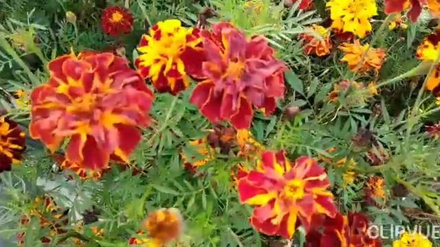 ОСЕНЬ...ОНА НЕ СПРОСИТ...В МОЁМ САДУ... смотреть онлайн