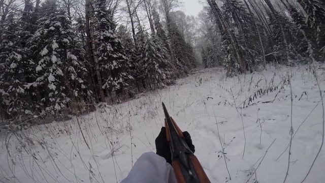 Хитрый заяц. И вышел заяц на охотника!