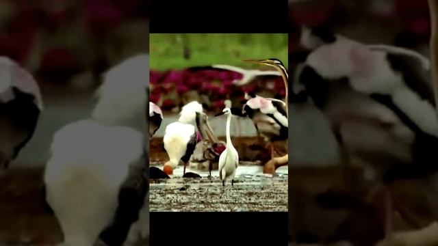 Звук кричащих лягушек на болоте ночью