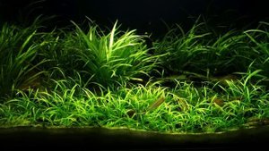 Биотопный аквариум. Вводная часть. Конкурс дизайна биотопных аквариумов. Biotope-aquarium