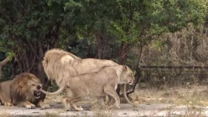 Сафари-парк Тайган. Львы