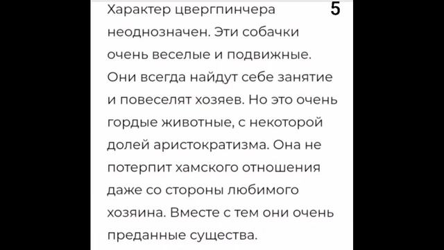 Всё о породе цвергпинчер!??/Viktoriia_ смотреть онлайн