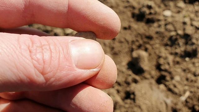 Einfach nur Sondeln Teil 2 ,sondeln mit dem XP Orx смотреть онлайн