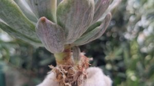 Echeveria Rolly Polly variegated