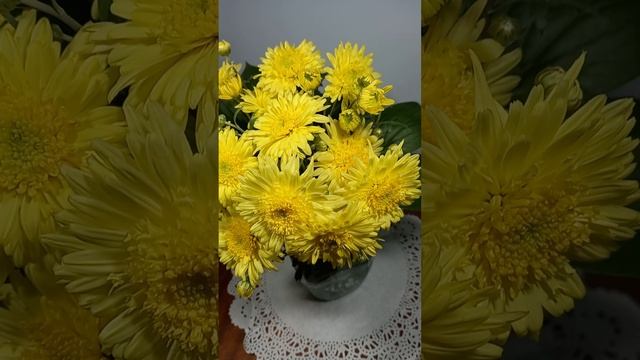 Хризантема садовая.  #chrysanthemumflower #горшечные #растенияпочтой #бордюрные #садовыерастения