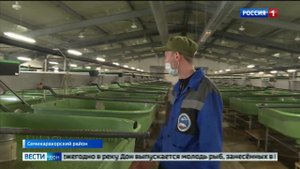 Белуга, донская стерлядь и русский осетр_ как работают донские рыбхозяйства в ус.mp4