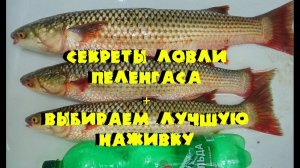 Ловля Пеленгаса на Дону. Секреты ловли пеленгаса в Дону.