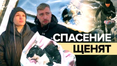 В Челябинской области спасли от гибели шестерых замерзавших щенков