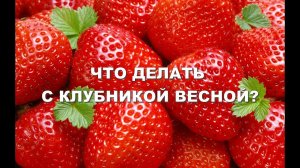 ЧТО ДЕЛАТЬ С КЛУБНИКОЙ ВЕСНОЙ?