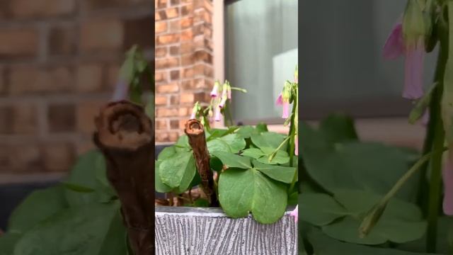 Some Wild Oxalis Bowiei Growing In My Garden Container #Shorts