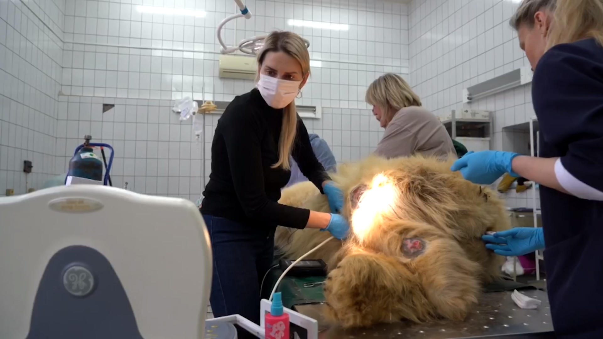 Медведь Диксон побывал у стоматолога / События на ТВЦ