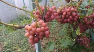 Виноград Ливия 2021