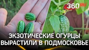 Микроогурцы вырастила жительница Орехово-Зуева