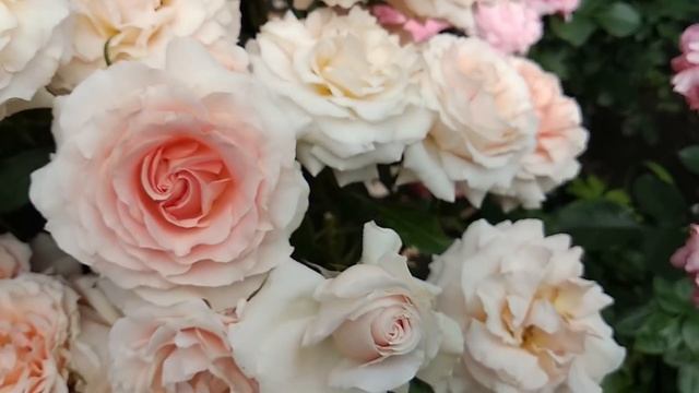 Розы для любого сада смотреть онлайн