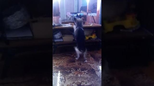 Собака впервые увидела себя в зеркале!!! Лает на зеркало!! Ржала минут 15))) смотреть онлайн