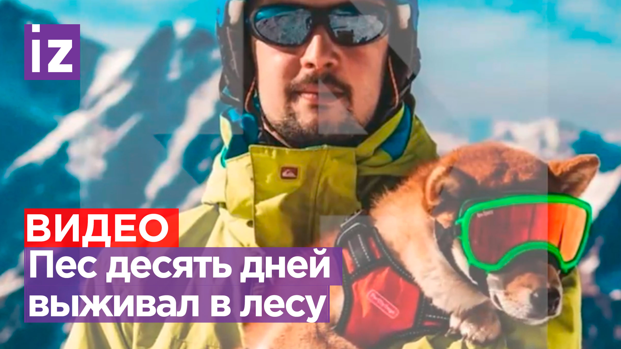 «Изгой» в мире животных: пес потерялся и 10 дней выживал в дикой природе / Известия