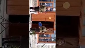 Песня "Вальс фронтовой медсестры"