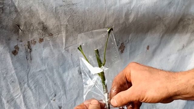 как привить манго смотреть онлайн