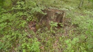 ? ДАРЫ ПРИРОДЫ: гриб трутовик. Трутовик серно-желтый