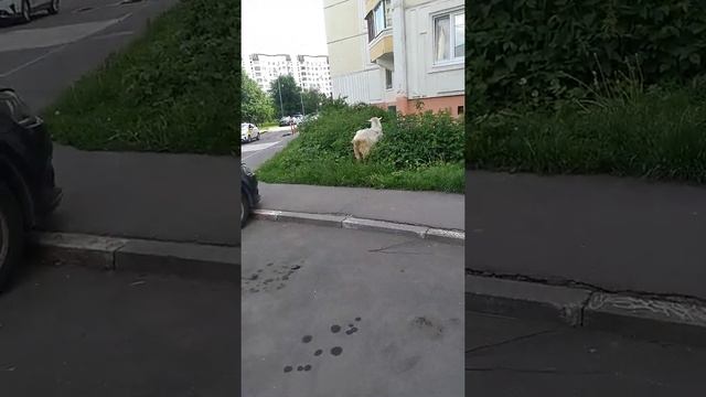 живность козлы и козы в Южном Бутово едят зелень водворе