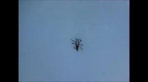 Видео к статье - Педикулез: что делать, если у ребенка вши (1)
